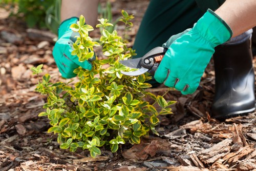 Healthy green hedge after trimming in Noak Hill
