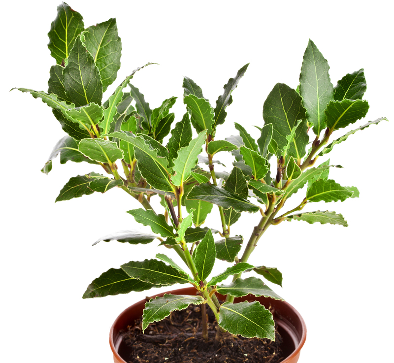 garden maintenance garden